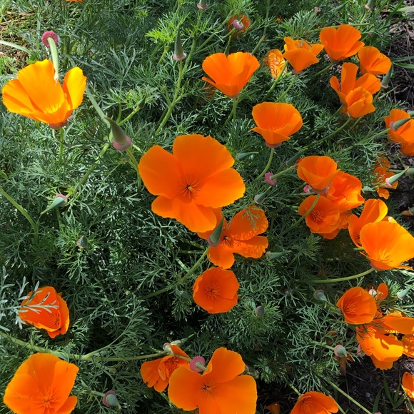 Meet your Posher, Jessica - Picture 1 of 1